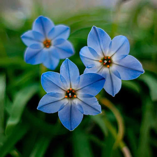 Bulbes d'ipheion rolf fiedler – La Ferme de Sainte Marthe