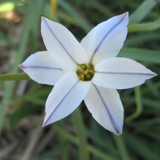 Bulbes d'ipheion uniflorum wisley blue – La Ferme de Sainte Marthe