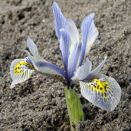 Bulbes d'iris katharine hodgkin – La Ferme de Sainte Marthe