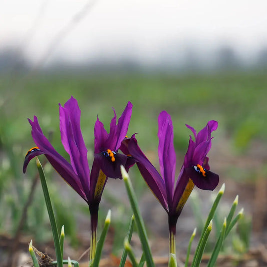 Bulbes d'iris reticulata j.s. dijt bio – La Ferme de Sainte Marthe