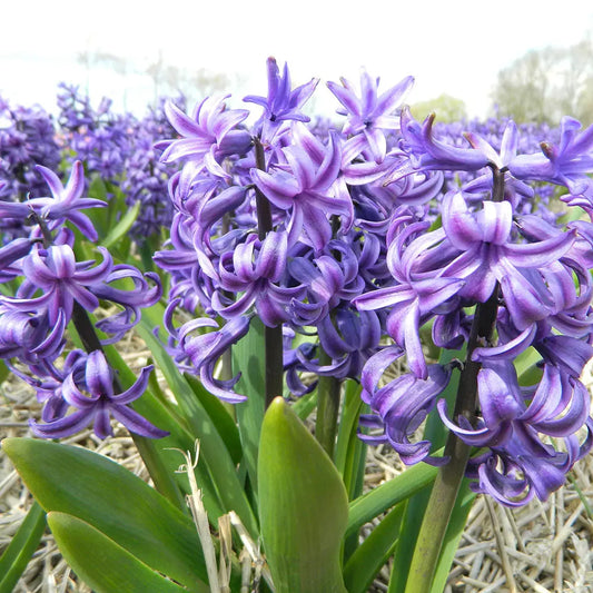 Bulbes de jacinthe blue pearl bio – La Ferme de Sainte Marthe