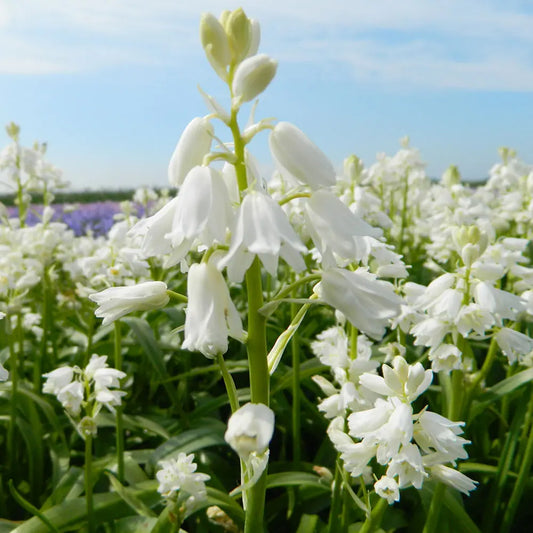 Bulbes de jacinthe hispanica blanc bio – La Ferme de Sainte Marthe