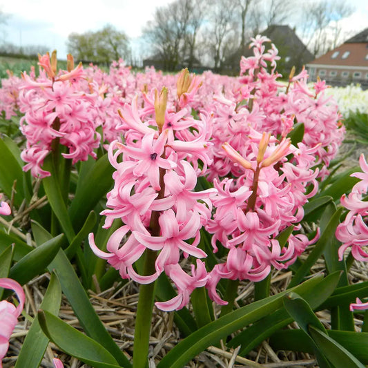 Bulbes de jacinthe pink pearl bio – La Ferme de Sainte Marthe