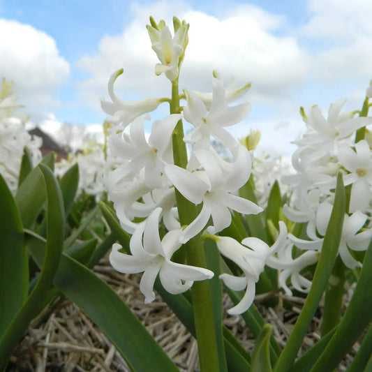 Bulbes de jacinthe white pearl bio – La Ferme de Sainte Marthe