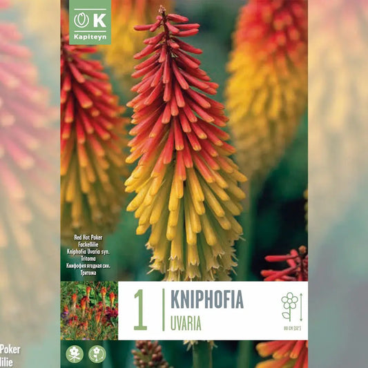 Bulbes de kniphofia uvaria syn.tritoma – La Ferme de Sainte Marthe