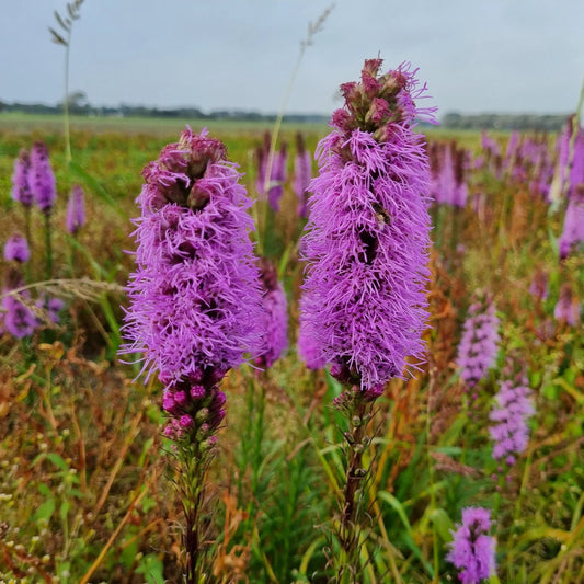 Bulbes de liatris spicata plume du kansas bio – La Ferme de Sainte Marthe
