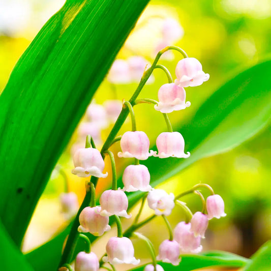 Bulbes de muguet rosea bio – La Ferme de Sainte Marthe
