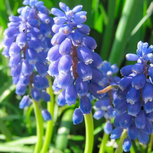 Bulbes de muscari armeniacum bio – La Ferme de Sainte Marthe