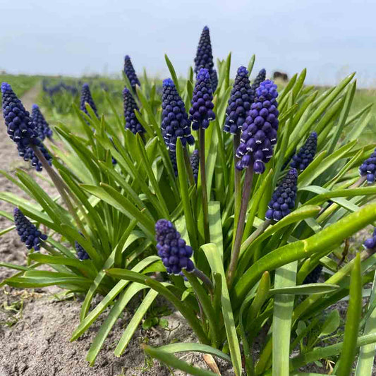 Bulbes de muscari armeniacum joyce spirit bio – La Ferme de Sainte Marthe