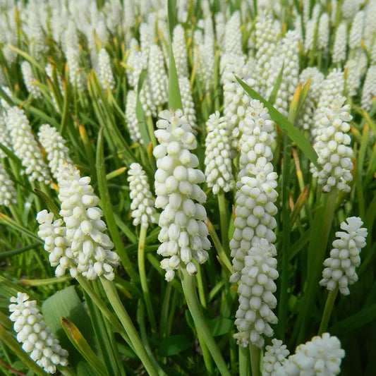 Bulbes de muscari botryoides album bio – La Ferme de Sainte Marthe