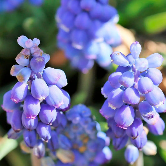 Bulbes de muscari early bird bio – La Ferme de Sainte Marthe