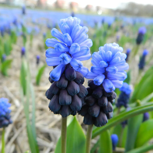 Bulbes de muscari latifolium bio – La Ferme de Sainte Marthe