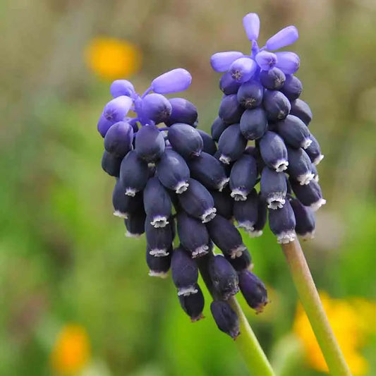 Bulbes de muscari neglectum – La Ferme de Sainte Marthe