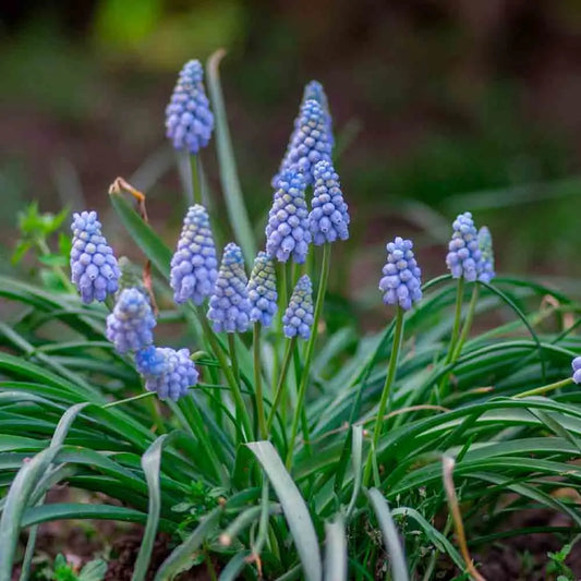 Bulbes de muscari valerie finnis – La Ferme de Sainte Marthe