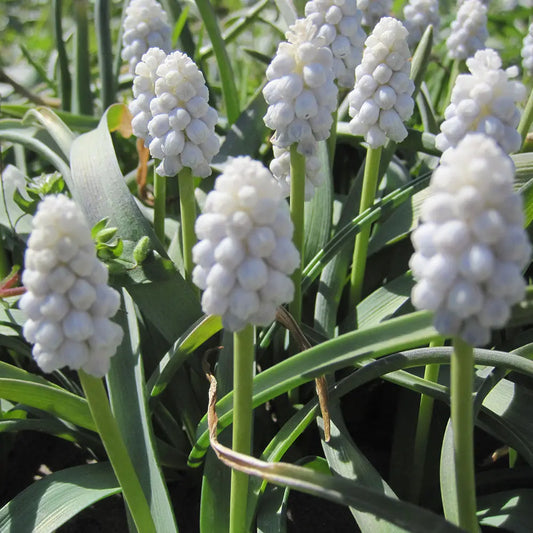 Bulbes de muscari white magic bio – La Ferme de Sainte Marthe