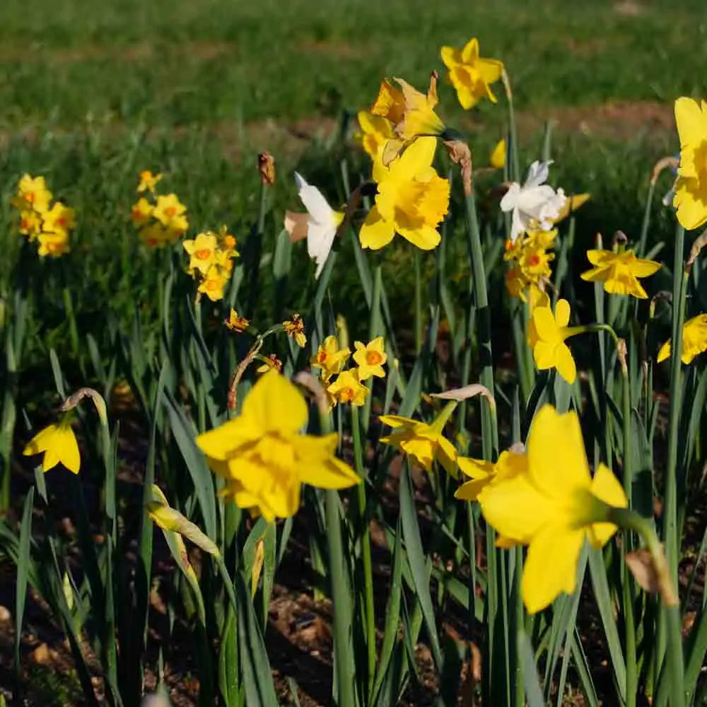 Bulbes de narcisse botanique en mélange bio – La Ferme de Sainte Marthe