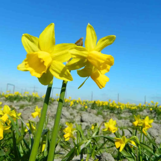 Bulbes de narcisse botanique tête à tête bio – La Ferme de Sainte Marthe