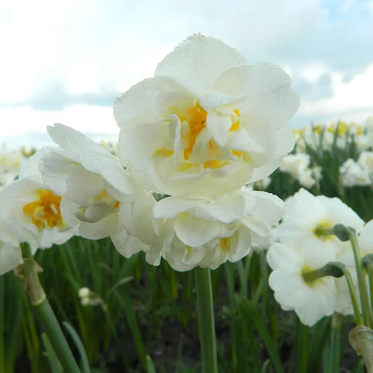 Bulbes de narcisse bridal crown bio – La Ferme de Sainte Marthe