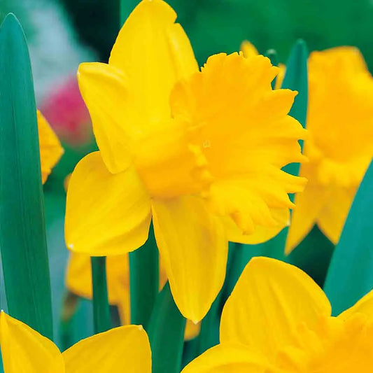 Bulbes de narcisse dutch master bio – La Ferme de Sainte Marthe