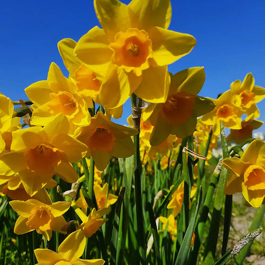 Bulbes de narcisse garden opera bio – La Ferme de Sainte Marthe