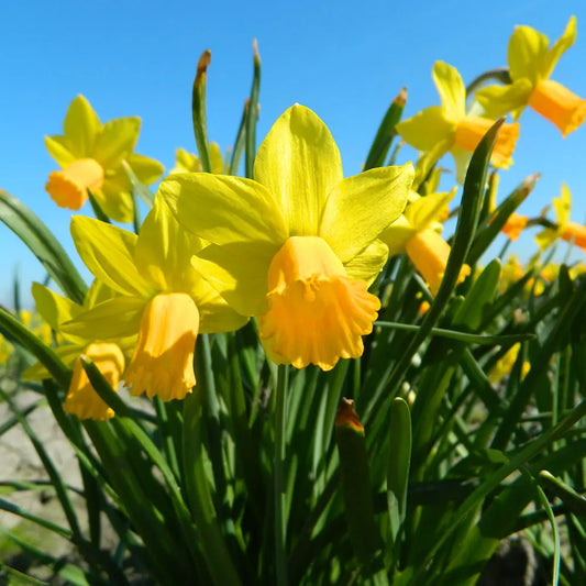 Bulbes de narcisse jetfire bio – La Ferme de Sainte Marthe