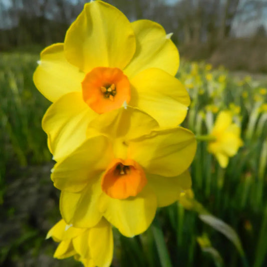 Bulbes de narcisse martinette bio – La Ferme de Sainte Marthe