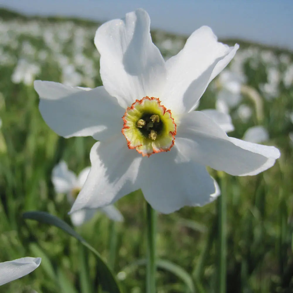 Bulbes de narcisse poeticus recurvus bio – La Ferme de Sainte Marthe