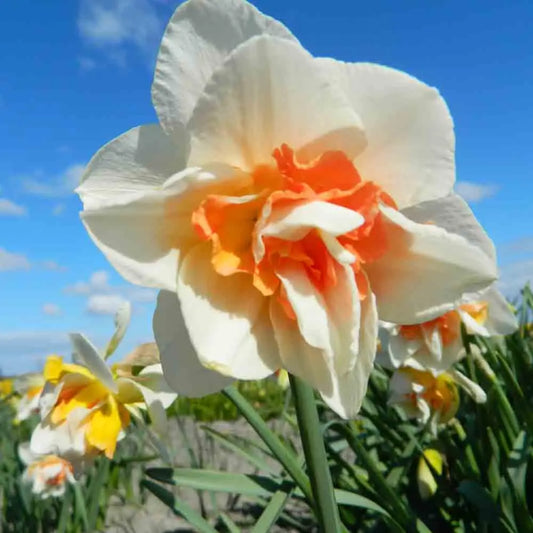 Bulbes de narcisse replete bio – La Ferme de Sainte Marthe