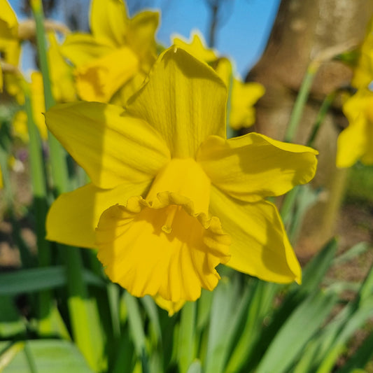 Bulbes de narcisse rijnveld's early sensation bio – La Ferme de Sainte Marthe