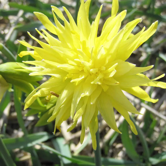 Bulbes de narcisse rip van winkle bio – La Ferme de Sainte Marthe
