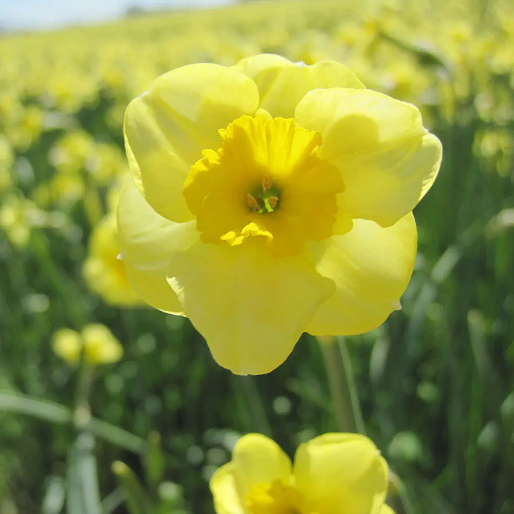 Bulbes de narcisse sundisc bio – La Ferme de Sainte Marthe