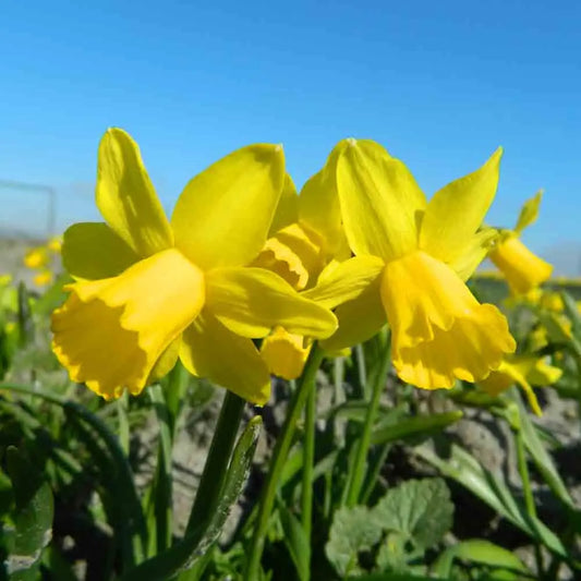 Bulbes de narcisse tête-à-tête – La Ferme de Sainte Marthe