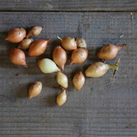 Bulbilles d'oignon centurion bio – La Ferme de Sainte Marthe