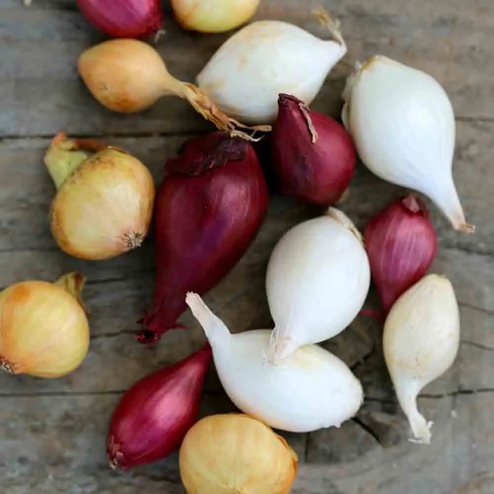 Bulbilles d'oignon cocktail – La Ferme de Sainte Marthe