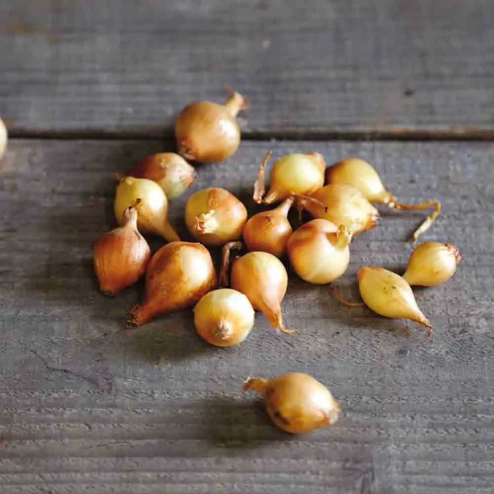 Bulbilles d'oignon jaune paille des vertus – La Ferme de Sainte Marthe