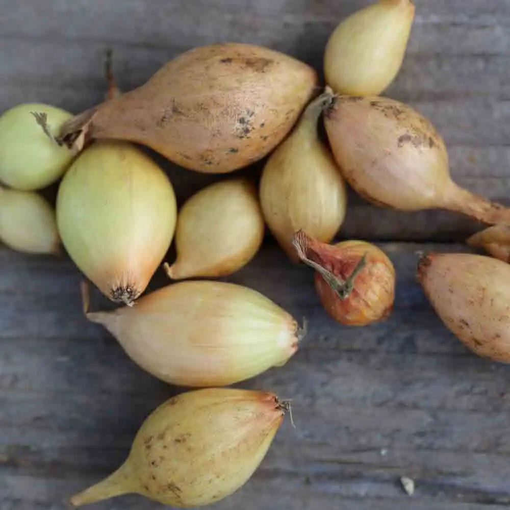 Bulbilles d'oignon jaune setton bio – La Ferme de Sainte Marthe
