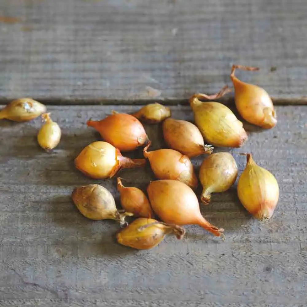 Bulbilles d'oignon jaune sturon – La Ferme de Sainte Marthe