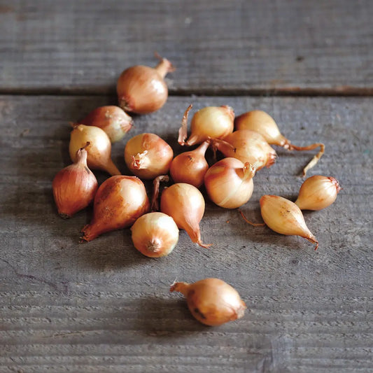 Bulbilles d'oignon jaune stuttgarter – La Ferme de Sainte Marthe