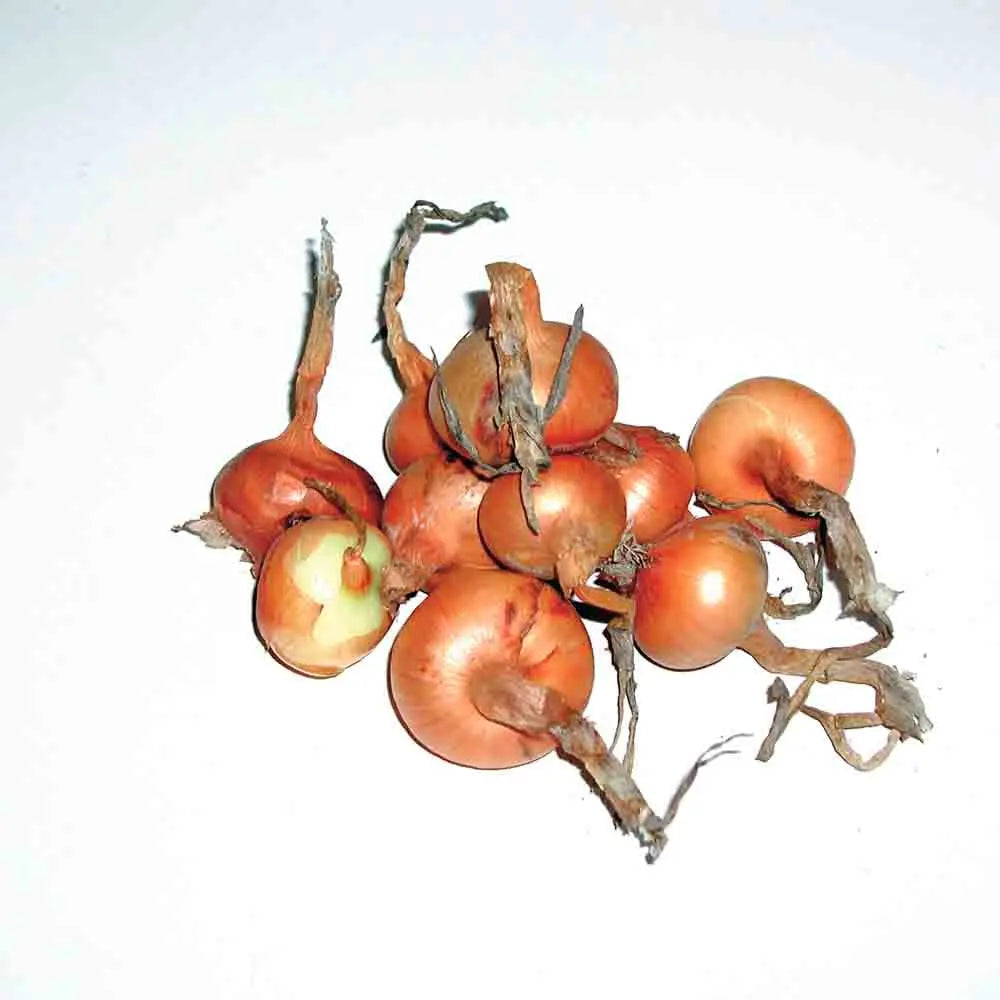 Bulbilles d'oignon jet set bio – La Ferme de Sainte Marthe