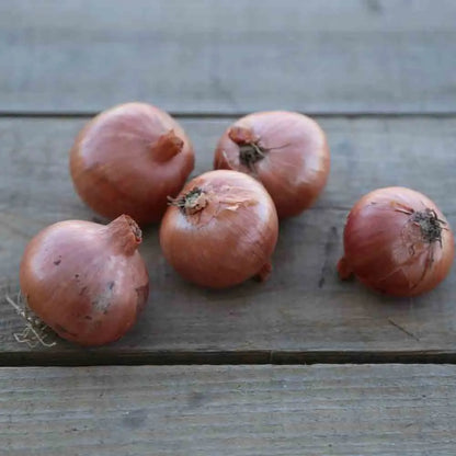 Bulbilles d'oignon patate bio – La Ferme de Sainte Marthe