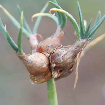 Bulbilles d'oignon rocambole bio – La Ferme de Sainte Marthe
