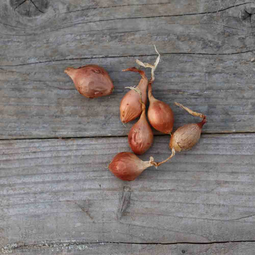 Bulbilles d'oignon roscoff (variété keravel) – La Ferme de Sainte Marthe