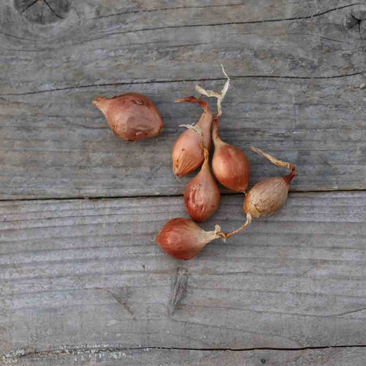 Bulbilles d'oignon roscoff (variété keravel) – La Ferme de Sainte Marthe
