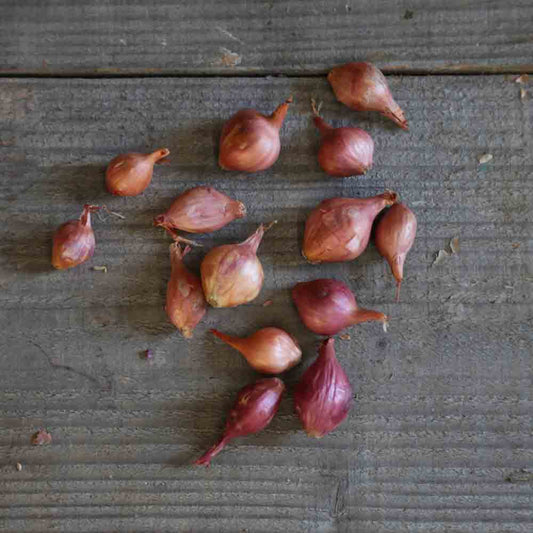 Bulbilles d'oignon rose stuttgarter rose (ptujska rdeca) – La Ferme de Sainte Marthe