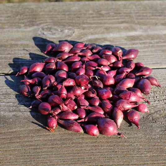 Bulbilles d'oignon rouge karmen – La Ferme de Sainte Marthe