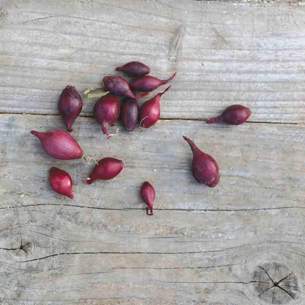Bulbilles d'oignon rouge red baron bio – La Ferme de Sainte Marthe