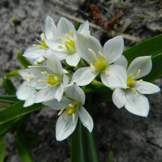 Bulbes d'ornithogalum oligophyllum white trophy – La Ferme de Sainte Marthe