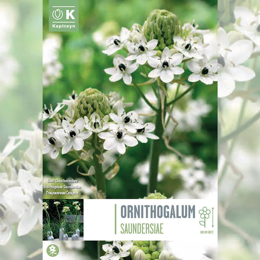 Bulbes d'ornithogalum saundersiae étoile de bethléem – La Ferme de Sainte Marthe