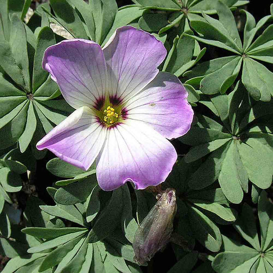 Bulbes d'oxalis adenophylla – La Ferme de Sainte Marthe