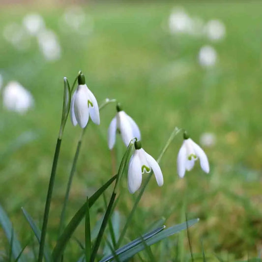 Bulbes de perce neige snowdrops – La Ferme de Sainte Marthe